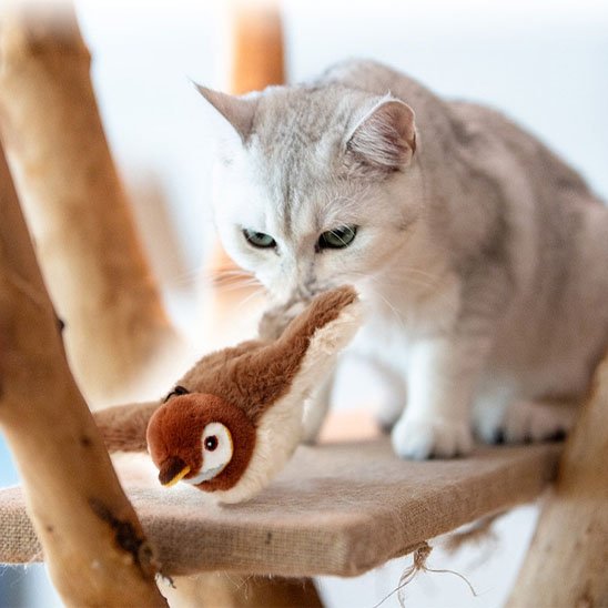 un chat blanc joue avec jouet chat interactif oiseau
