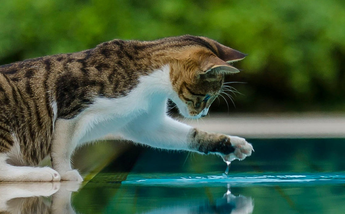 Comment choisir une fontaine à eau pour chat?