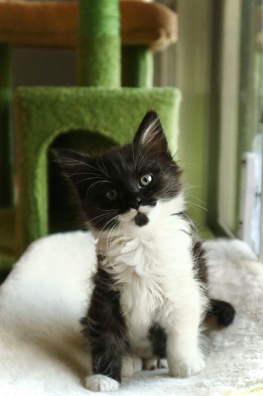 Arbre a chat | Santé et bonheur™