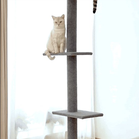arbre a chat chat assis sur un etage du module gris
