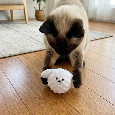 chat joue jouet chat interactif balle blanche