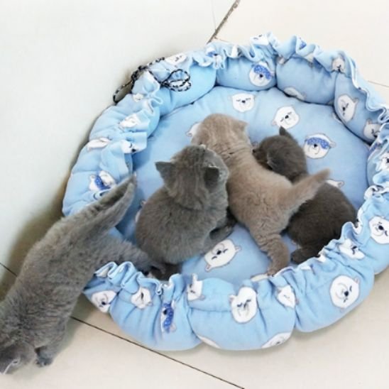 coussin chat avec trois chats