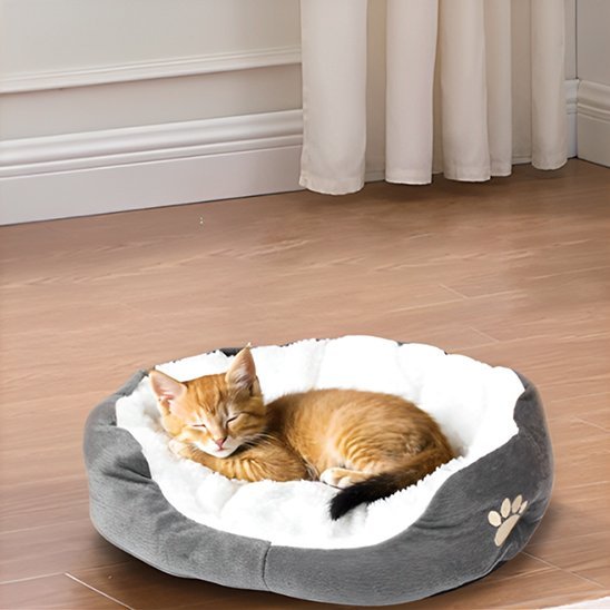 coussin chat mignon