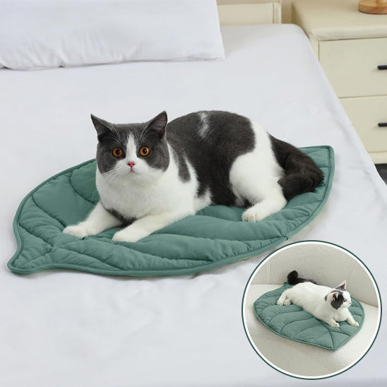 coussin chat nature