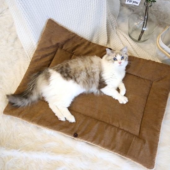 coussin chat tapis
