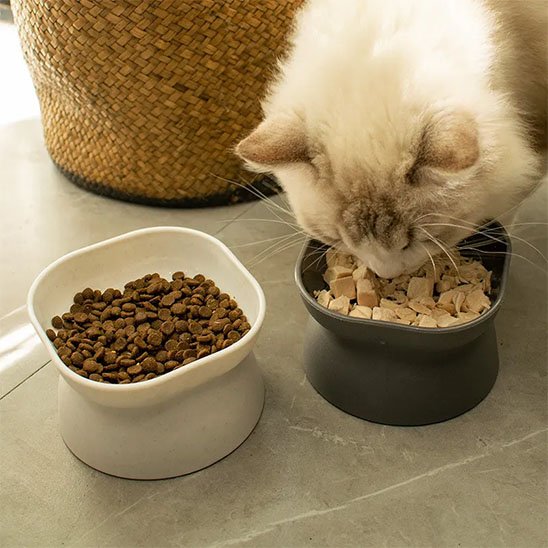 gamelle chat bol de nourriture