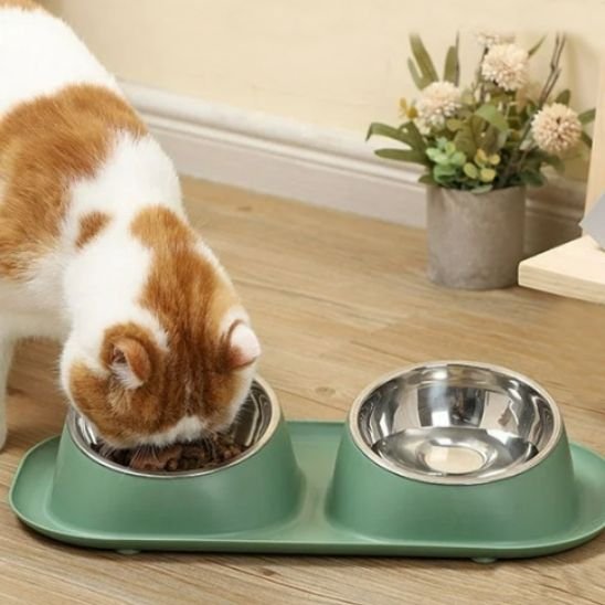 gamelle chat vert pastel