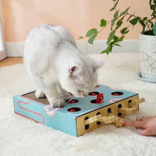 griffoir chat chat intrigué jeu