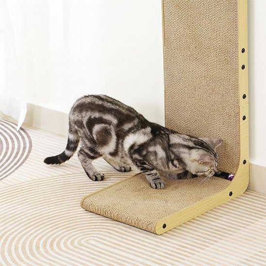 griffoir chat un chat joue avec une balle