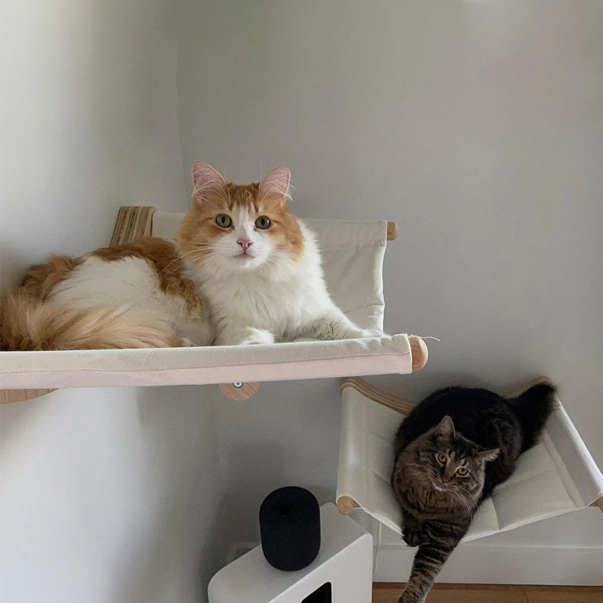 hamac pour chat amusant