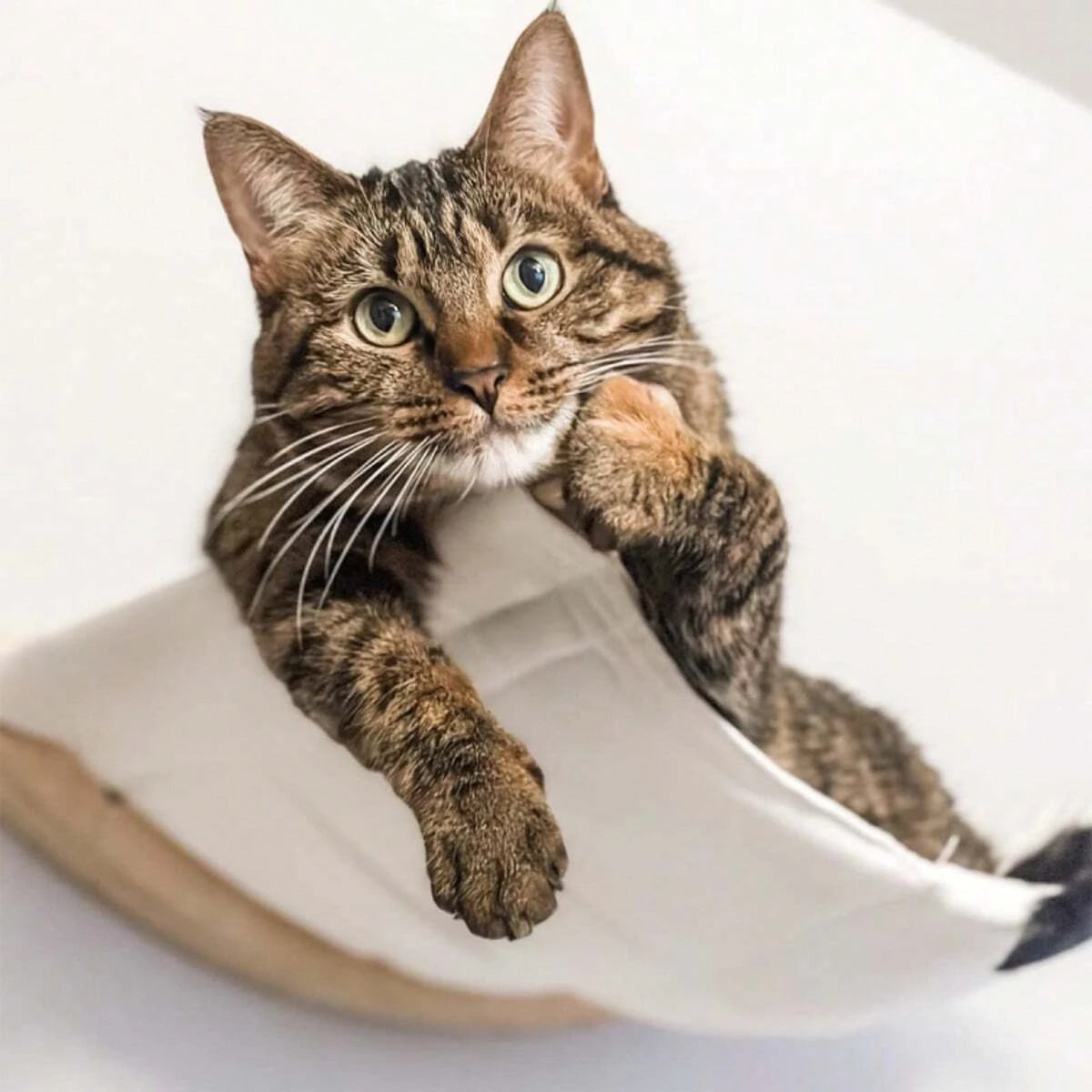 hamac pour chat etagere mural