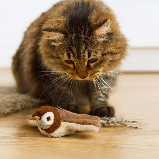 jouet chat interactif oiseau avec plume