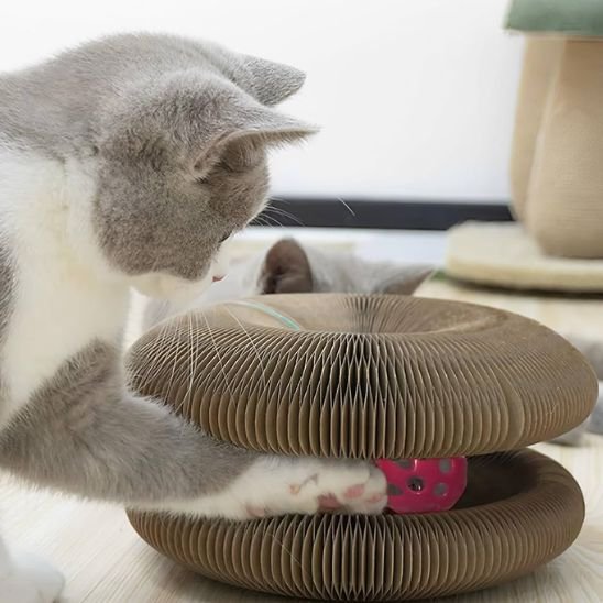 un chat joue avec jouet pour chat interactif