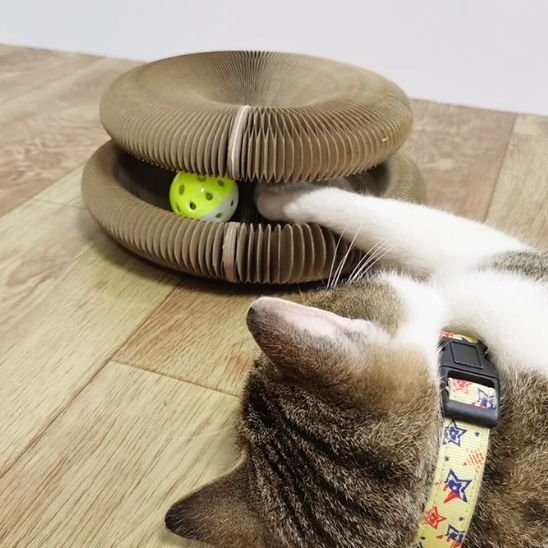 un chat joue avec le jouet pour chat interactif