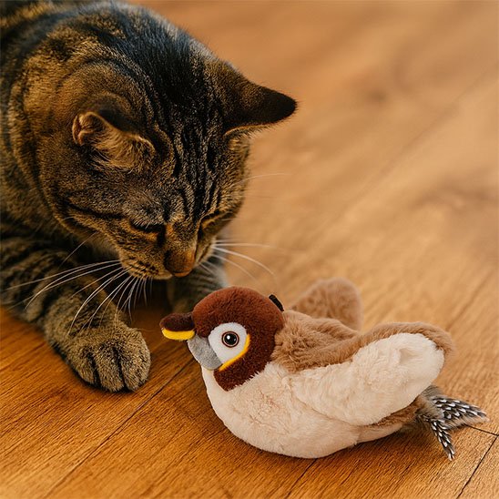 un chat regarde jouet chat interactif oiseau